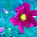 Betterthiscosmos Update