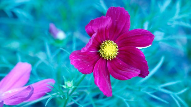 Betterthiscosmos Update