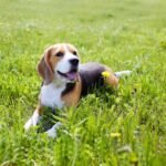 Beagle Financial Services