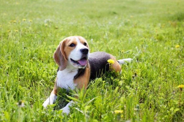 Beagle Financial Services