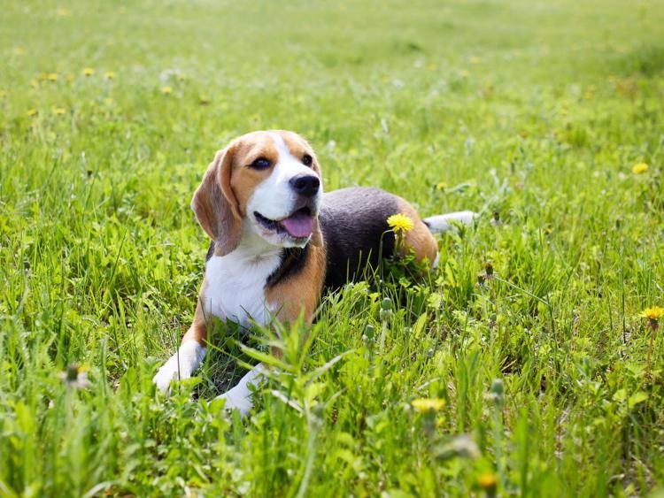 Beagle Financial Services